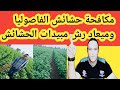 مكافحة الحشائش علي نبات الفاصوليا وميعاد رش مبيدات الحشائش