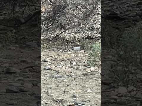 الرفق بالحيوان سقيا الطيور في البر    