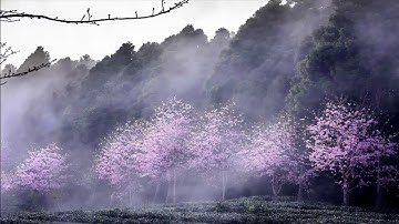 تلاوة هادئة في قمة الجمال للقارئ عبد الله الخلف