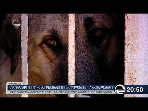 ოზურგეთის ძაღლთა თავშესაფრით ცხოველთა დამცველები დაინტერესდნენ