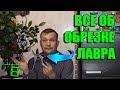 ОБРЕЗКА ЛАВРА БЛАГОРОДНОГО В ДОМАШНИХ УСЛОВИЯХ ПРОЩЕ ПРОСТОГО. ЭКЗОТИКА НА ПОДОКОННИКЕ