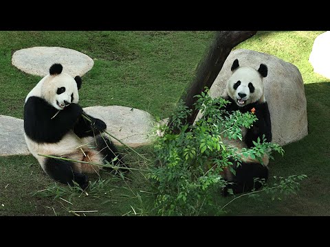 Live: panda house is a key attraction at qatar world cup