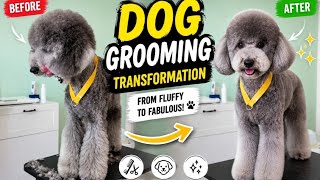 🐶 Amazing Dog Grooming Transformation | From Fluffy Mess to Perfect Teddy Bear Cut ✂️✨