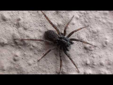 Thin Legged Wolf Spider Lycosidae On Wall