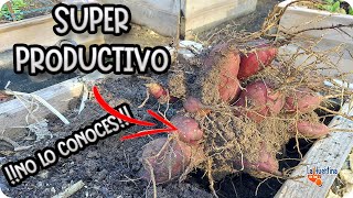 Como Y Cuando Cosechar Yacon! Es MAS Productiva que las PATATAS || La Huertina De Toni