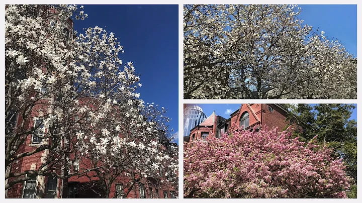 Boston Spring   2019