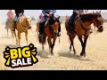 Massive auction with over 650 horses