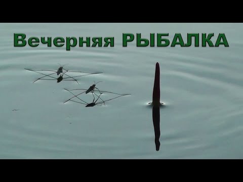 На вечёрку с поплавком. Рыбалка. Ловил окуня на червя. Поплавочная удочка. Fishing. Поплавок