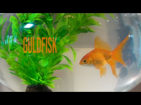 Video: Hur Och Vad Man Ska Mata Guldfisk