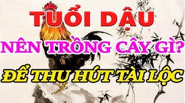 Tuổi Dậu hợp với cây cảnh gì - Nên trồng cây gì để hút tài lộc, Cây Phong Thủy Cho Người Tuổi Dậu