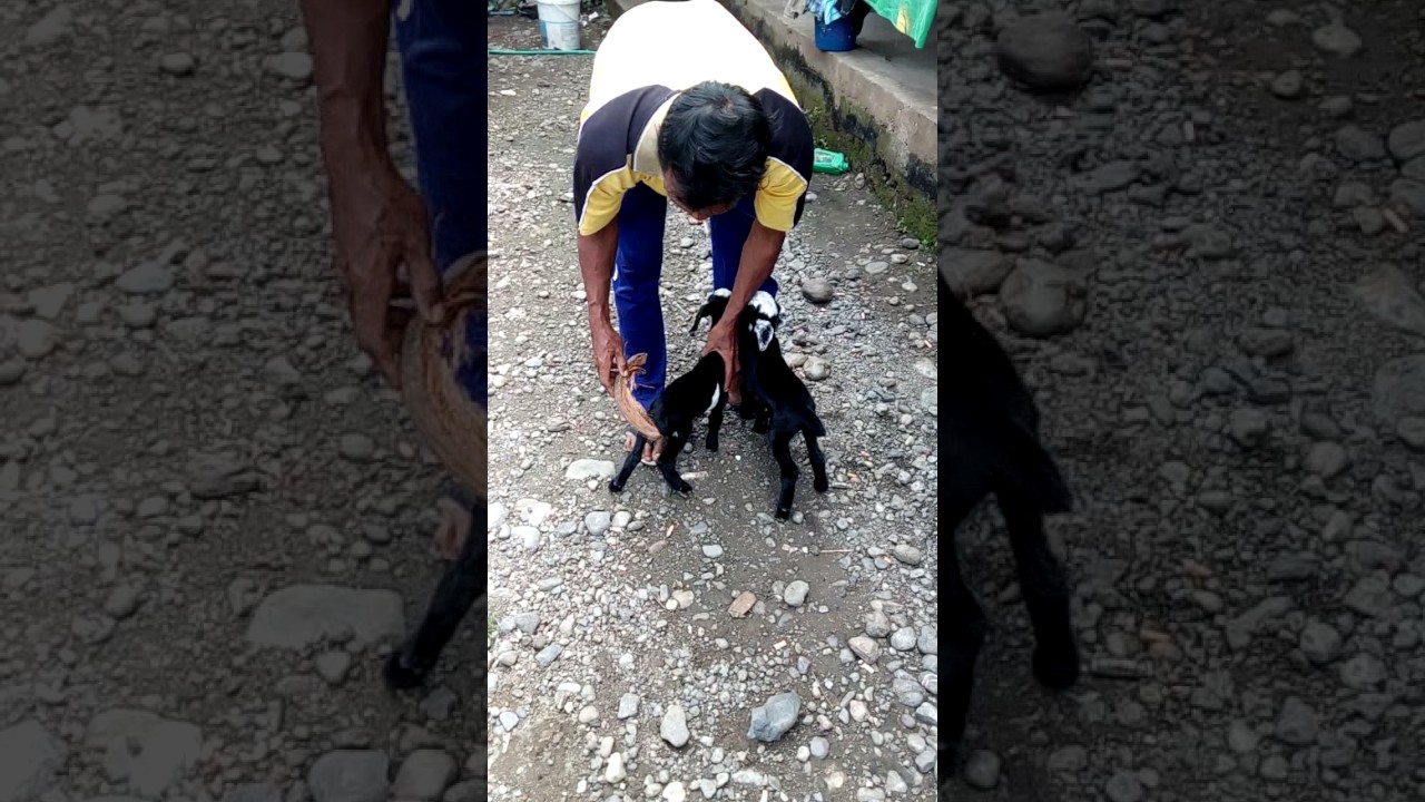 Cara Merawat Kambing baru lahir tanpa induk