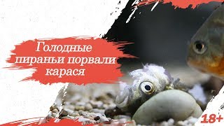 ШОК!!! Пираньи порвали карася на части. Смотреть до конца!