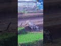 Kerja Sawah Di Kampung Sukamanah Mangunjaya Sukamanjavhanmel Kerja Sawah Di Kampung Sukamanah Mangunjaya Sukamanjavhanmel