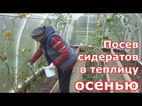 Осенний посев сидератов в теплицу. Севооборот сидератов.