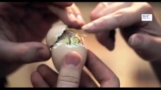 Инкубаторий Чехов