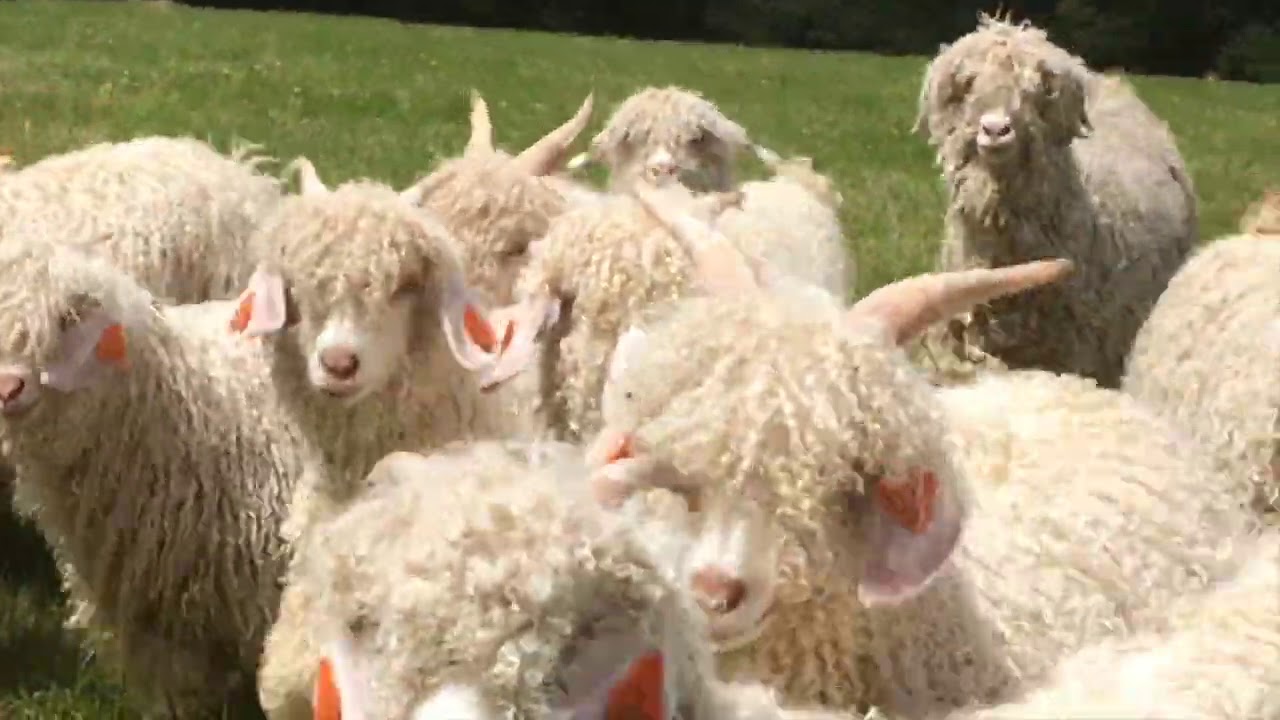 Hello from 'Corrymoor Mohair Socks'