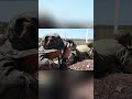 Marines Train with Allies in Australia #shorts