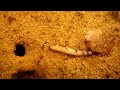 P. diversus workers and a meal worm having fun (1/2)