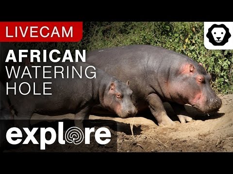 LIVE STREAM ANIMAL African Watering Hole Camera