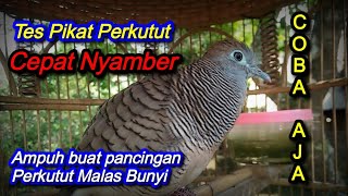 Suara pancingan perkutut agar bunyi