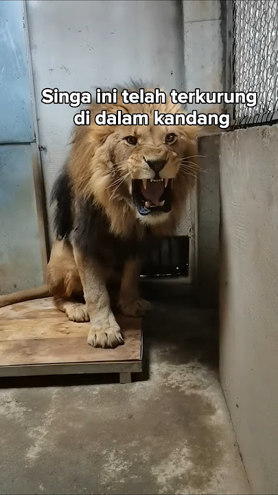 The lion who slowly learns love again ❤️
