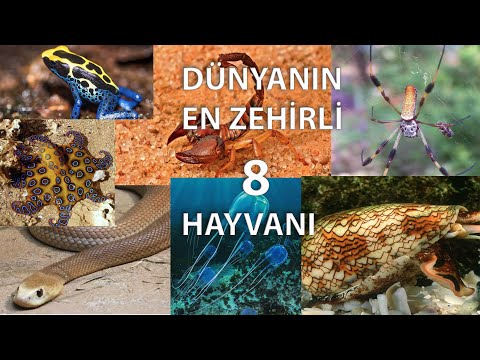 Dünyanın En Zehirli 8 Hayvanı | Dünyanın En tehlikeli Hayvanları | Poisonous animals in the world