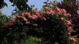 Twilight Sonata – Soft Piano to Unwind Before Bed