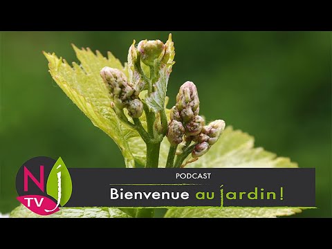 Vidéo: Où Se Reposer Au Printemps