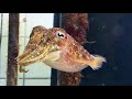 European common cuttlefish  sepia officinalis