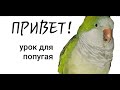 "ПРИВЕТ !" -- УРОК ДЛЯ ПОПУГАЯ. УЧИМ ПОПУГАЯ ГОВОРИТЬ.