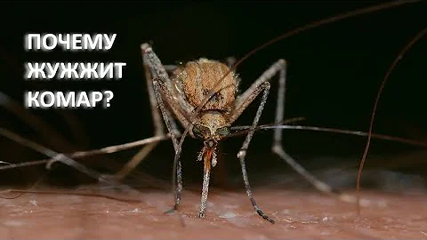 Почему жужжит комар? Интересные факты о комарах)