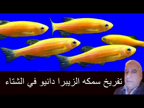 فيديو: أي نوع من الأسماك تفرخ في الشتاء