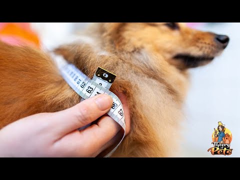 Vídeo: Slim Down seu cão