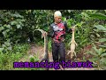 petualang memancing biawak