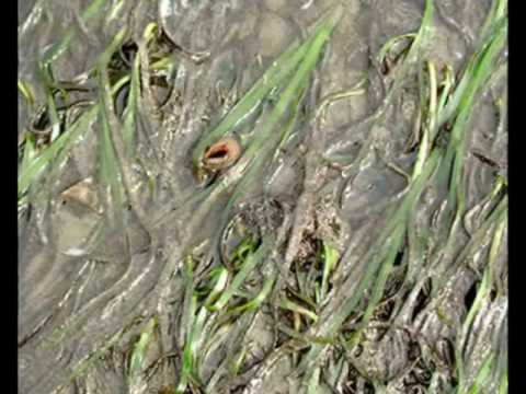 goldmark mnemonic Eelgrass