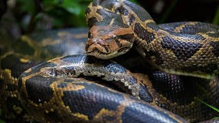 attacking snake biggest discover snake of my life