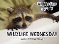 Wildlife Wednesday - Ep.10:  Baby Raccoon Care