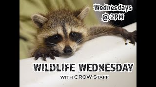 Wildlife Wednesday  Ep.10:  Baby Raccoon Care