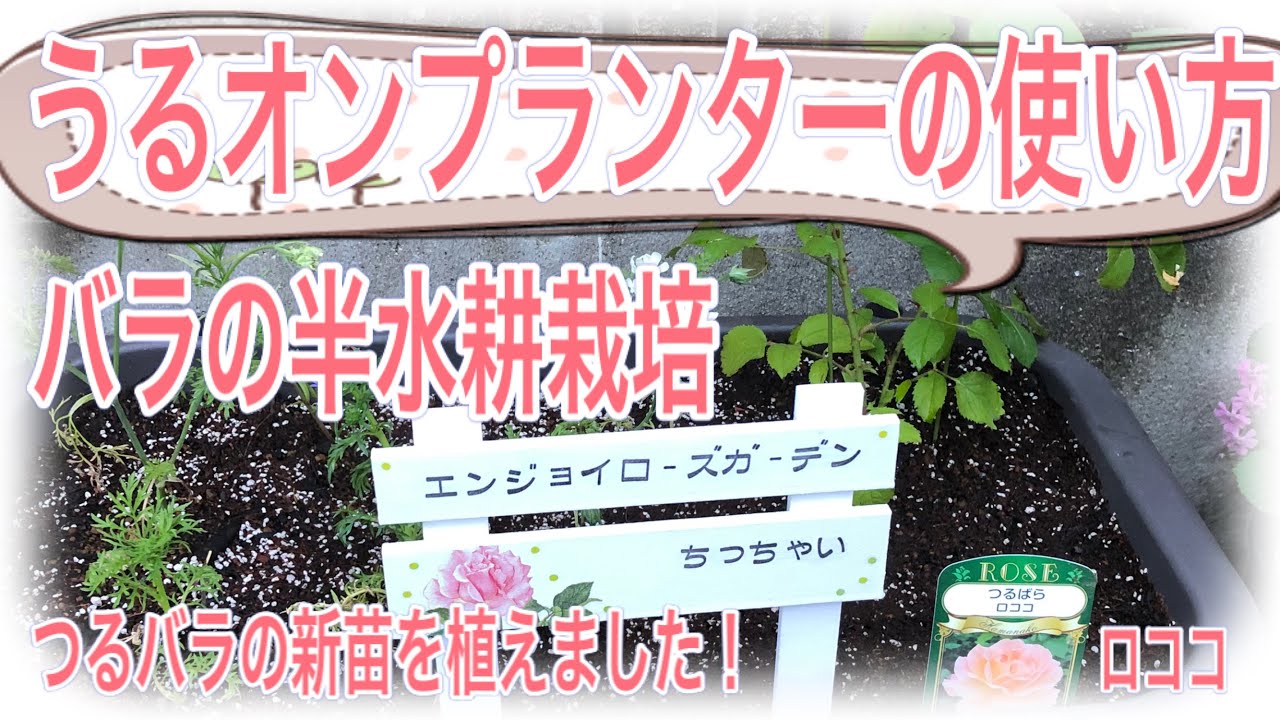 うるオンプランターのバラ苗の植え方