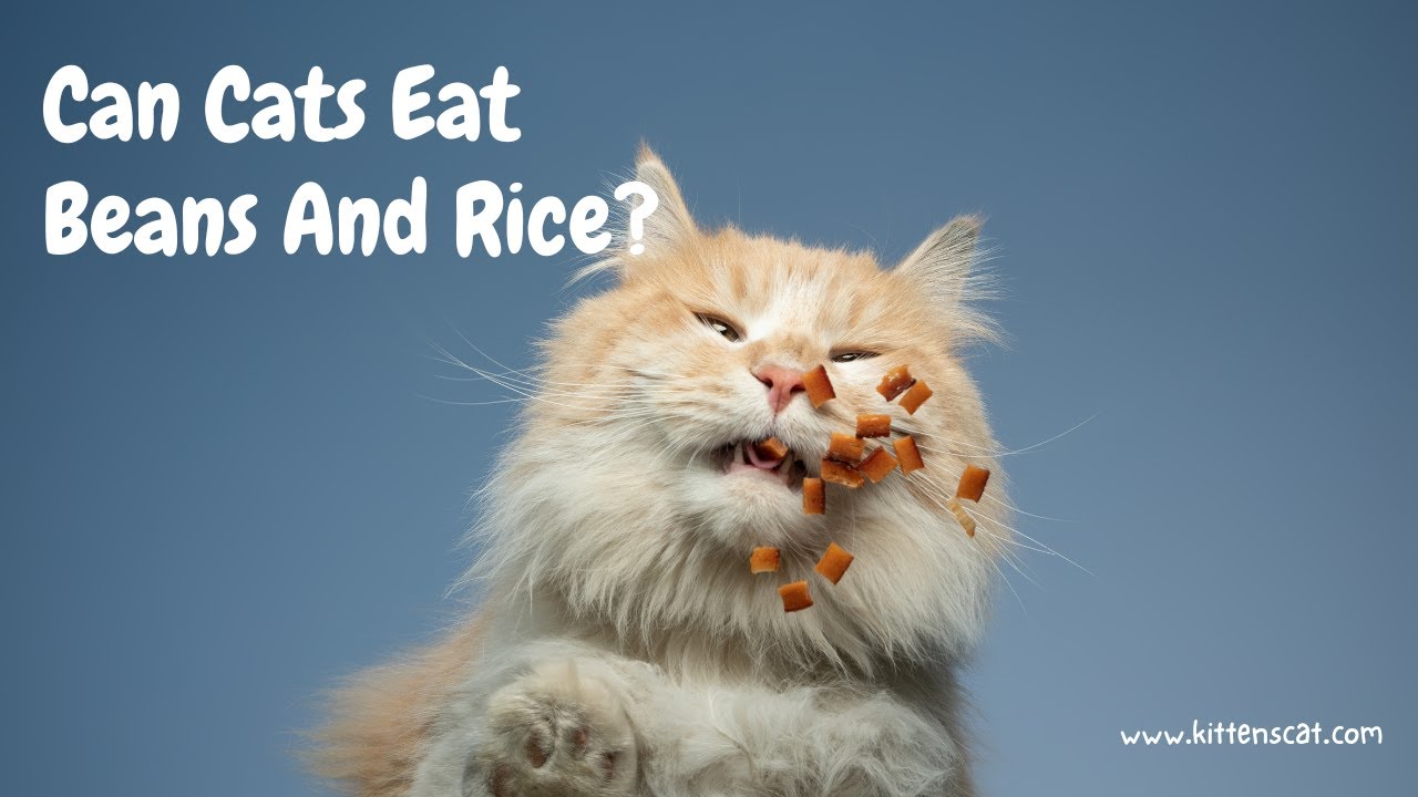 Can Cats Eat Beans And Rice? YouTube