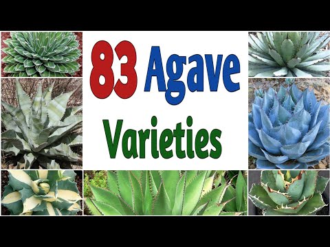 Video: Agave plantevarianter: Lær om typer agave til hagen