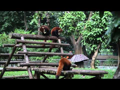 Видео: Красные панды