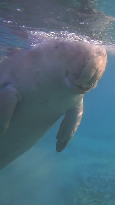 dugong store in the redsea #dugong #redsea #sealife #seacow