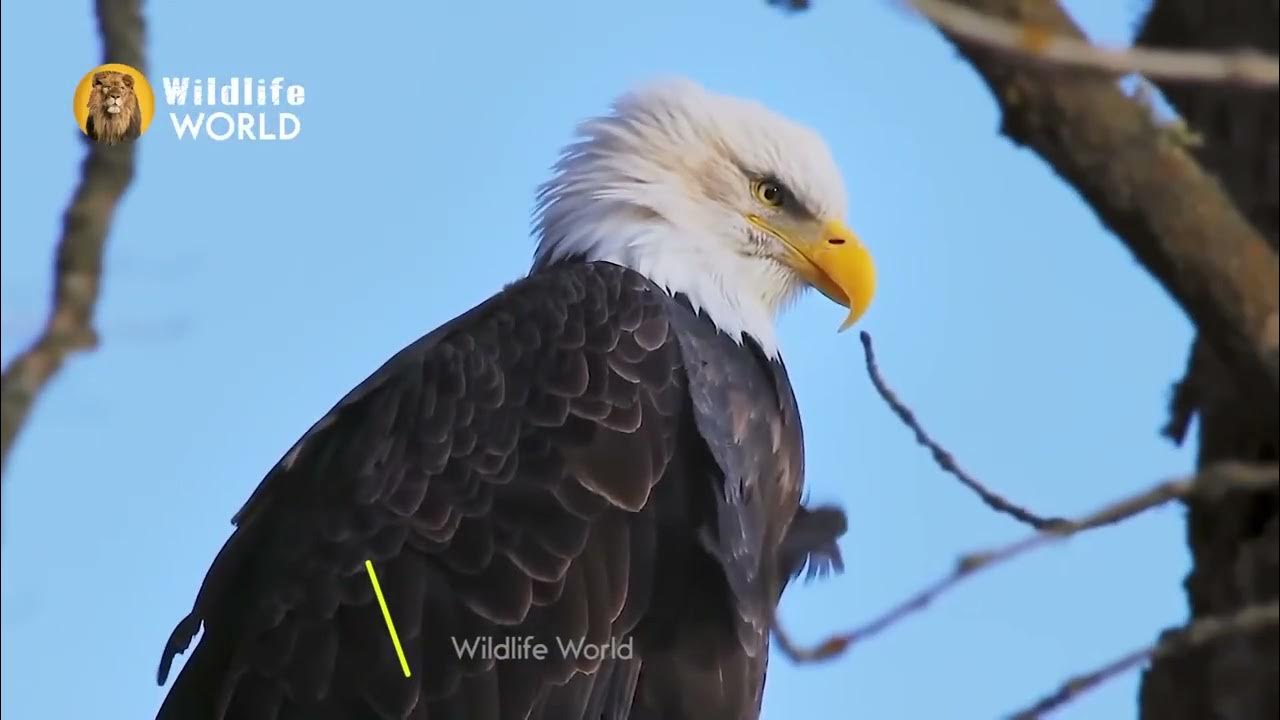 Eagles captures a goat YouTube