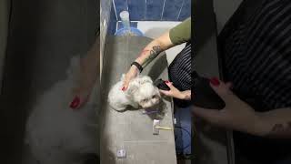 Grooming of the Maltese dog Emma