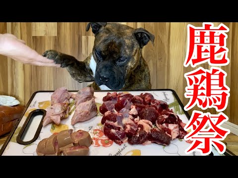 【大食い犬ASMR】鹿生肉は飲み物だと思ってるアメリカンブリー