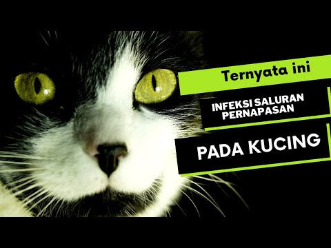 Video: Infeksi Saluran Pernafasan Atas pada Kucing dan Anak Kucing