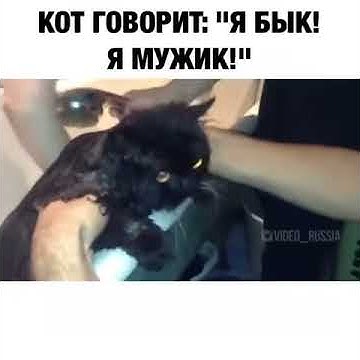 Мем с котом я бык