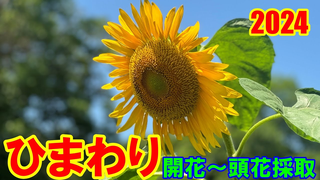 ひまわり2024 ～こぼれ種から鮮やかな大輪に～ - YouTube