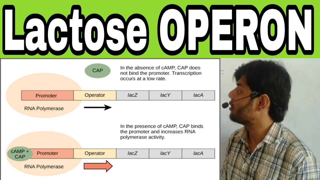 Lactose (LAC) Operon (regulation of gene expression Lecture 8)